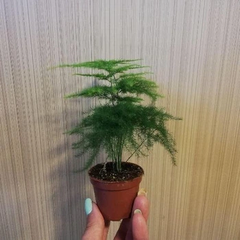 Аспарагус Plumosus, контейнер d=7см. Greenlife