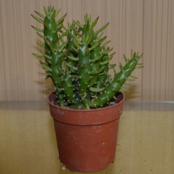 Кактус Эуфорбия тонкая GreenLife , контейнер 6х6 см
