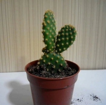 Кактус GreenLife Opuntia microdasys aureicpina контейнер d=5 см