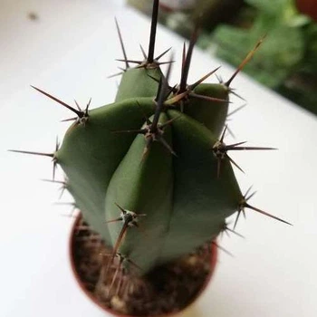 Кактус 58 GreenLife, контейнер 5х5