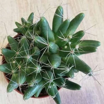 Кактус 68 XL GreenLife, контейнер d=8 см