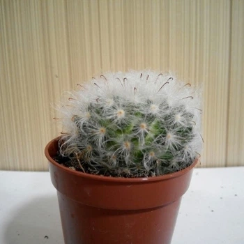 Кактус GreenLife Opuntia контейнер d=5 см