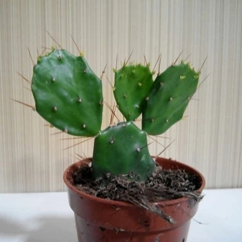 Кактус GreenLife №9 контейнер d=5 см