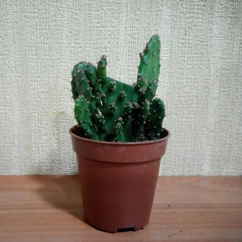 Кактус GreenLife №17 контейнер d=5 см