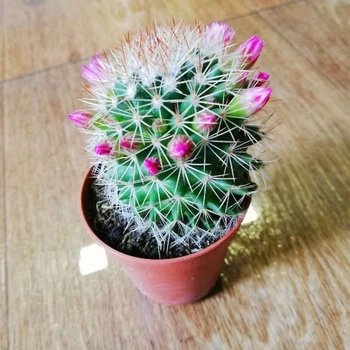 Кактус Маммиллярия 2, контейнер d=5см, GreenLife