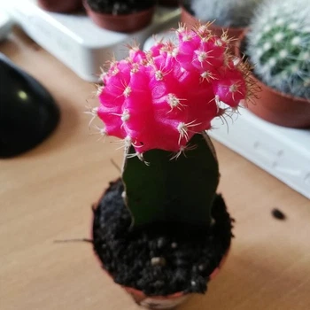 Кактус Gymnocalycium Gemeng, d=5.5см. малиновый, GreenLife