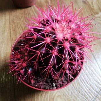 Кактус Реймбол Pink, GreenLife, контейнер d=12 см