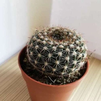 Кактус Rebutia Аrenacea , GreenLife, контейнер 5х5