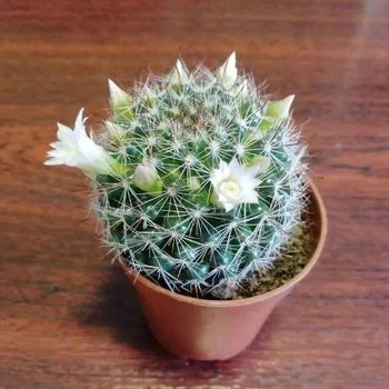 Кактус 41, цветущий, GreenLifeконтейнер d=5 см