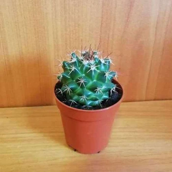 Кактус 55, GreenLife, контейнер