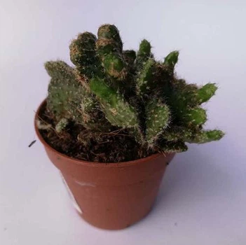 Кактус 63, GreenLife, контейнер d=5см