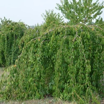 Черешня на штамбі, Greenlife