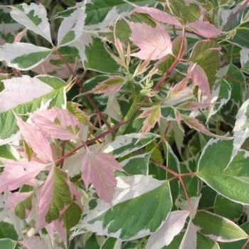 Клен ясенелистий Variegatum, Greenlife