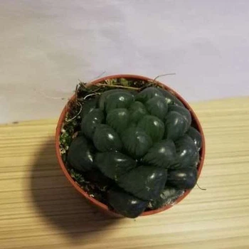 Суккулент Haworthia Cooperi Truncata, GreenLife