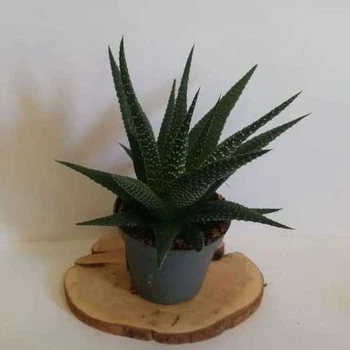 Суккулент Haworthia оттянутая, GreenLife