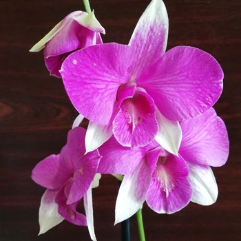 Орхидея Dendrobium сиреневая, Greenlife