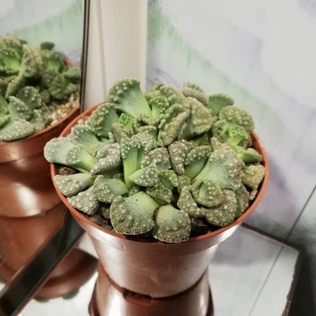 Литопсы (живые камни) №2, GreenLife, контейнер