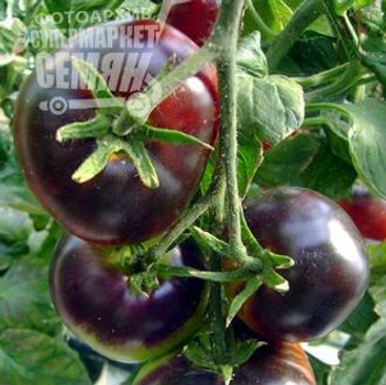 Насіння томатів Hortus Біг блек 10 г