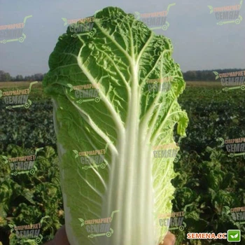 Семена пекинской капусты Takii Seeds Эндуро f1 (паркин f1) 2500 семян
