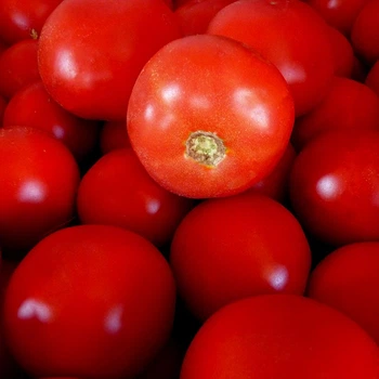 Семена томатов Syngenta Бобкат f1 1000 семян