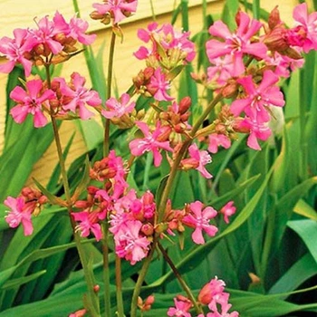 Семена Лихнис вискария Розовый Блеск Florium (728052)