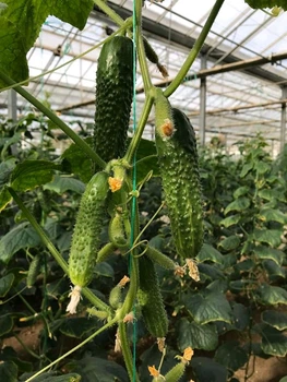 Страж (112-314) F1 Огірок Самозапильний Насіння Yuksel Seeds 250 шт