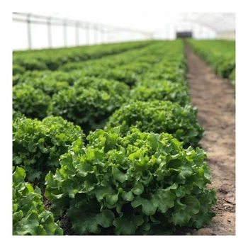 Кюрлі Салат Насіння Yuksel Seeds 5000 шт
