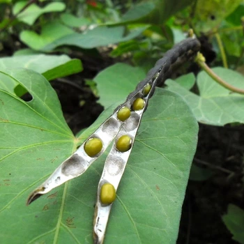 Насіння боба Мунг, Маш (Vigna radiata) 10 насінин OGOROD]
