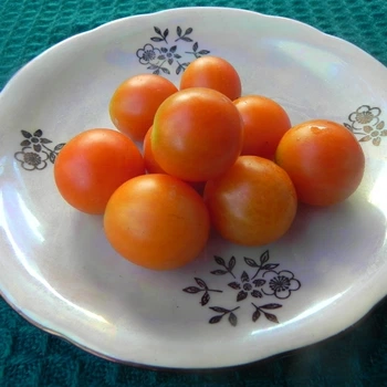 Семена долгохранящегося томата Winter cherry (Зимнее черри) 10 семян OGOROD