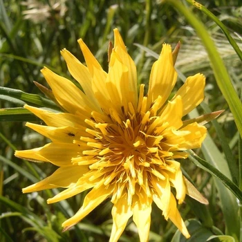 Семена козлобородника лугового (Tragopogon pratensis) 20 семян OGOROD