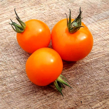 Насіння томату Golden Crabapple (Золота Яблуня) 10 насінин OGOROD