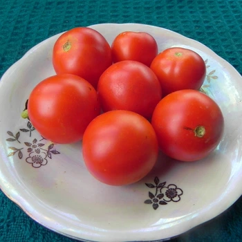 Насіння томату Arctic Cherry (Арктична вишня) 10 насінин OGOROD