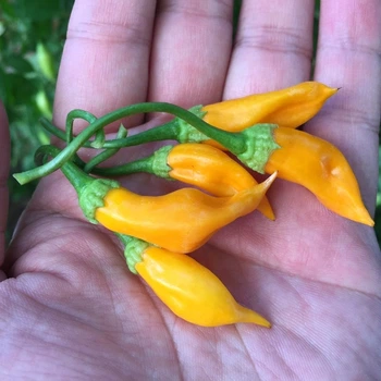 Семена перца острого Аджи Хабанеро / Hot Aji Habanero 5 семян OGOROD