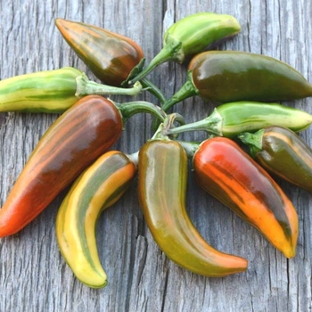 Семена перца горького Пестролистный Фиш (Hot Fish Variegated) 5 семян OGOROD