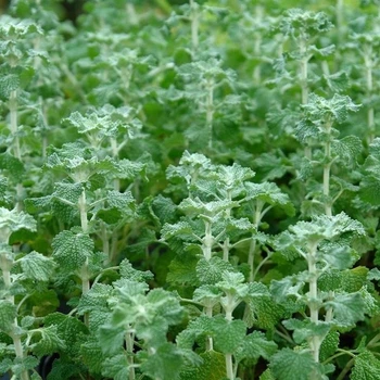 Семена шандры обыкновенной (Marrubium vulgare) 130 семян OGOROD