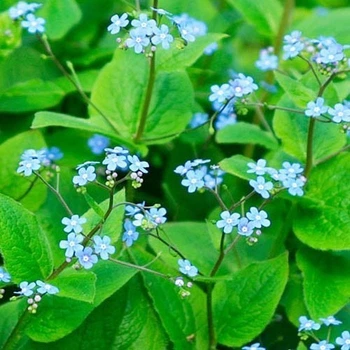 Бруннера Macrophylla (1 саджанець в упаковці, відкритий корінь)