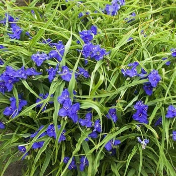 Традесканція Zwanenburg Blue ( 1 саджанець в упаковці, відкритий корінь)
