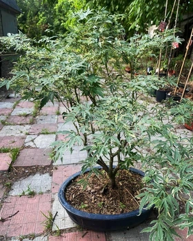 Клен японський Butterfly Бонсай, горшок 55", высота 110см (RG574)