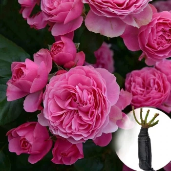 Роза Leonardo da Vinci саджанець у плівці Matla Flowers