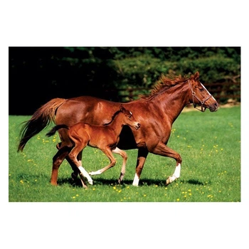 Постер "Mare & Foal" 61 x 91,5 см 4008430