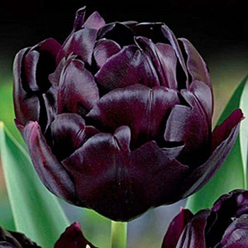 Тюльпан Black Hero махровий цибулина (1 шт.)