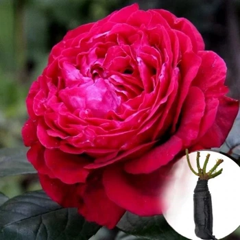 Троянда Rose des 4 Vents (4-х Вітрів)