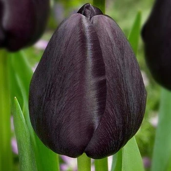 Тюльпан Black Bean тріумф цибулина (1 шт.)