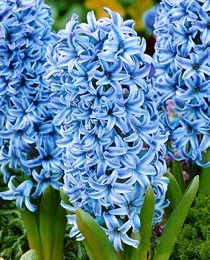 Гіацинт Blue Giant цибулина (1 шт.)