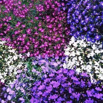 Семена Лобелия Нитка Жемчуга Florium (726674)