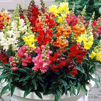 Семена Львиный Зев низкий смесь Florium (727768)