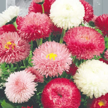Маргаритка крупноцветковая смесь Florium (727773)