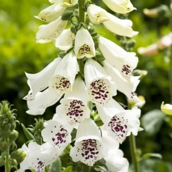 Наперстянка Альба, белая с пурпурными полосами Florium (727770)