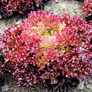 Семена Салат Туска Florium (718063)