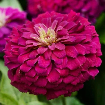 Цінія Махрова Рожевий Діамант Рожевий Насіння Florium (726523)